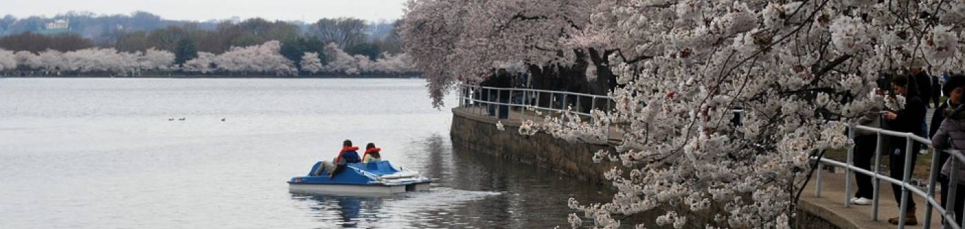 Tidal Basin Cherry Blossoms